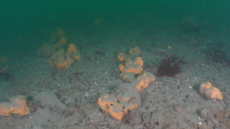 Suberites australiensis sea sponges
