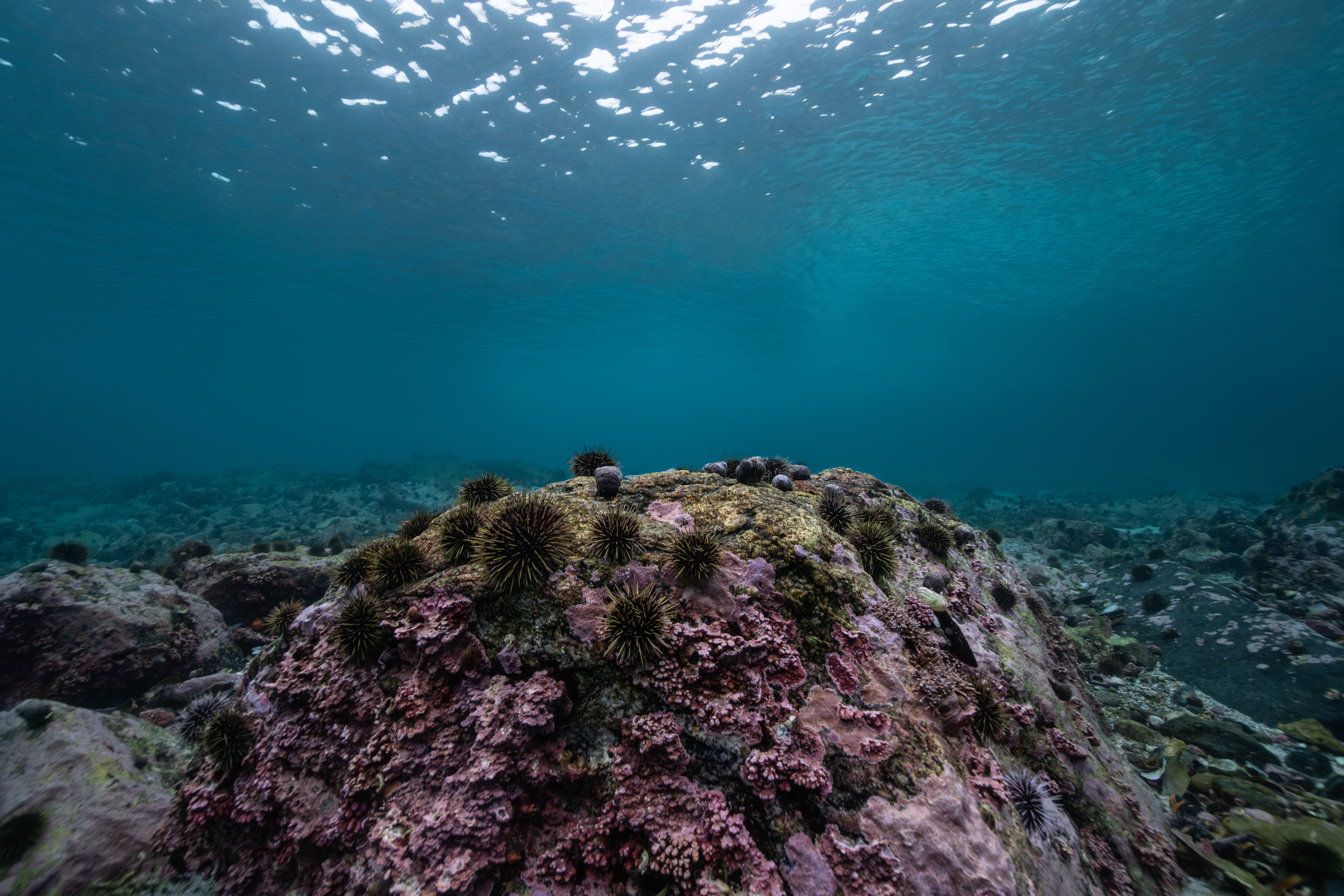 An urchin barren -- Adobe Stock