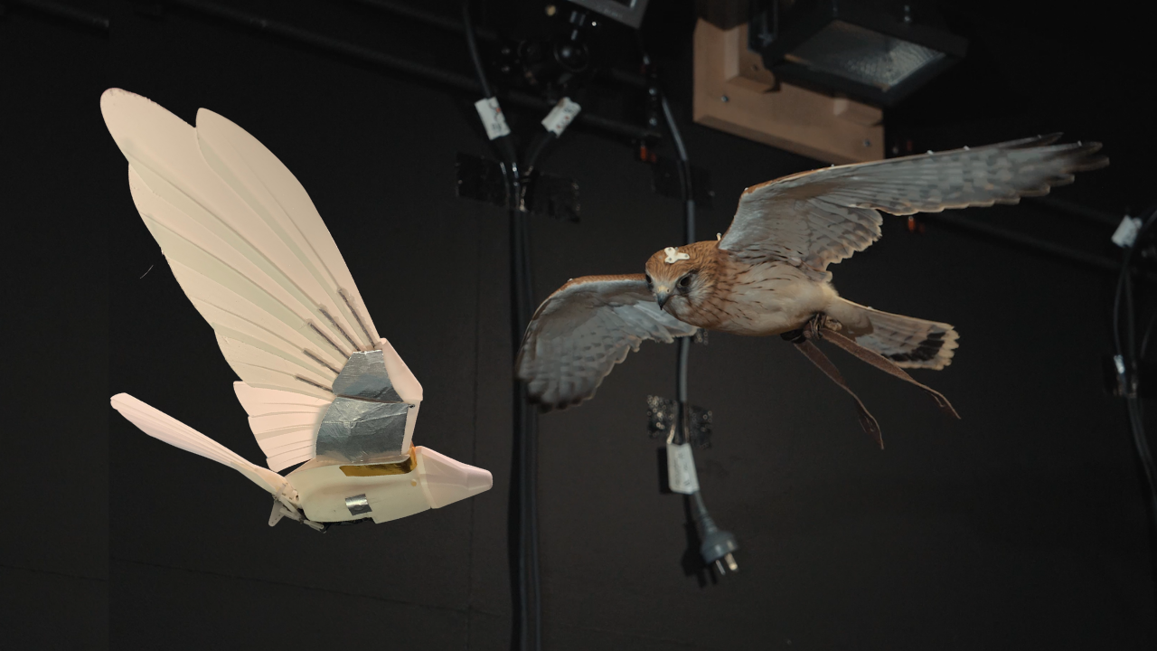 From left: robotic and real kestrel. Image: RMIT University
