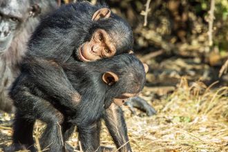 Embrace between two juvenile chimpanzees