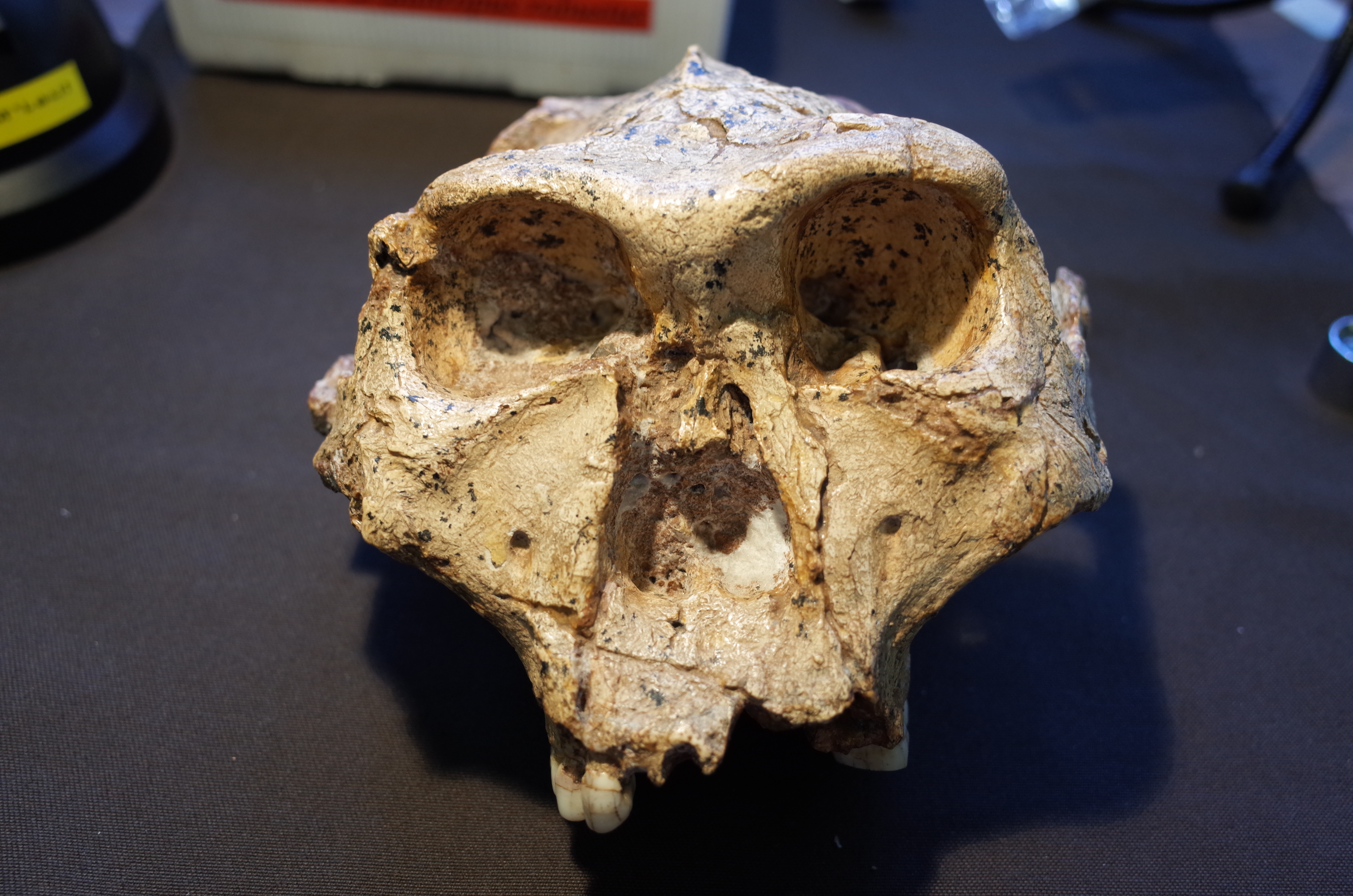New Monash University research argues our Paranthropus (pictured) and Australopithecus ancestors who lived up to 5 million years ago should be included under the Homo group of species. Credit: Ian Towle, Monash University.
