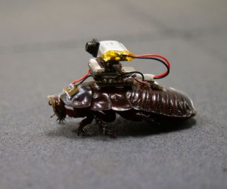 'Paraborg' paramedic cyborg cockroaches 1 