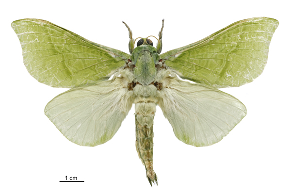 Puriri moth, Birgit E. Rhode, Landcare Research. CC BY 4.0