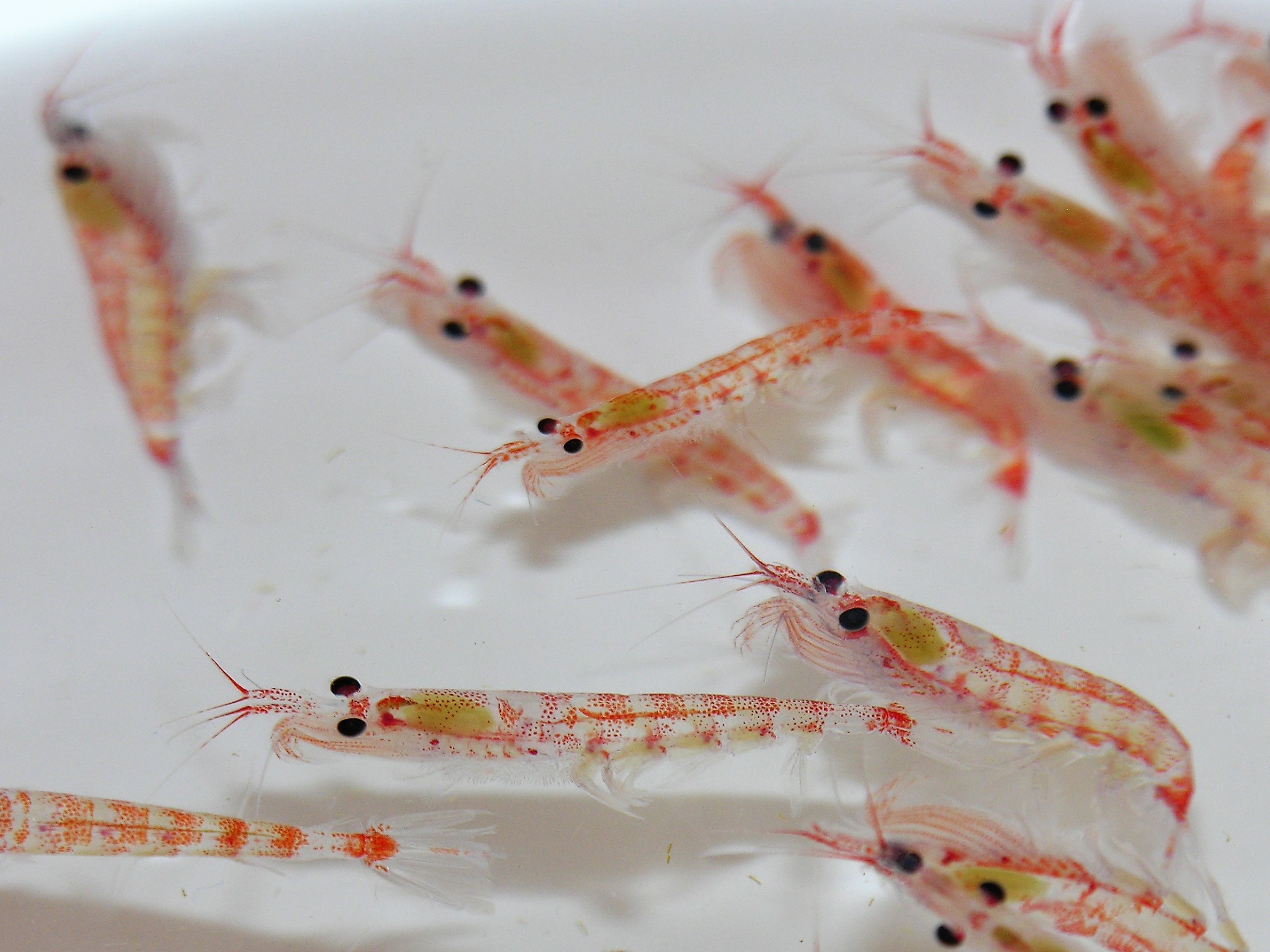 Steve Nicol/Antarctic krill in a laboratory container