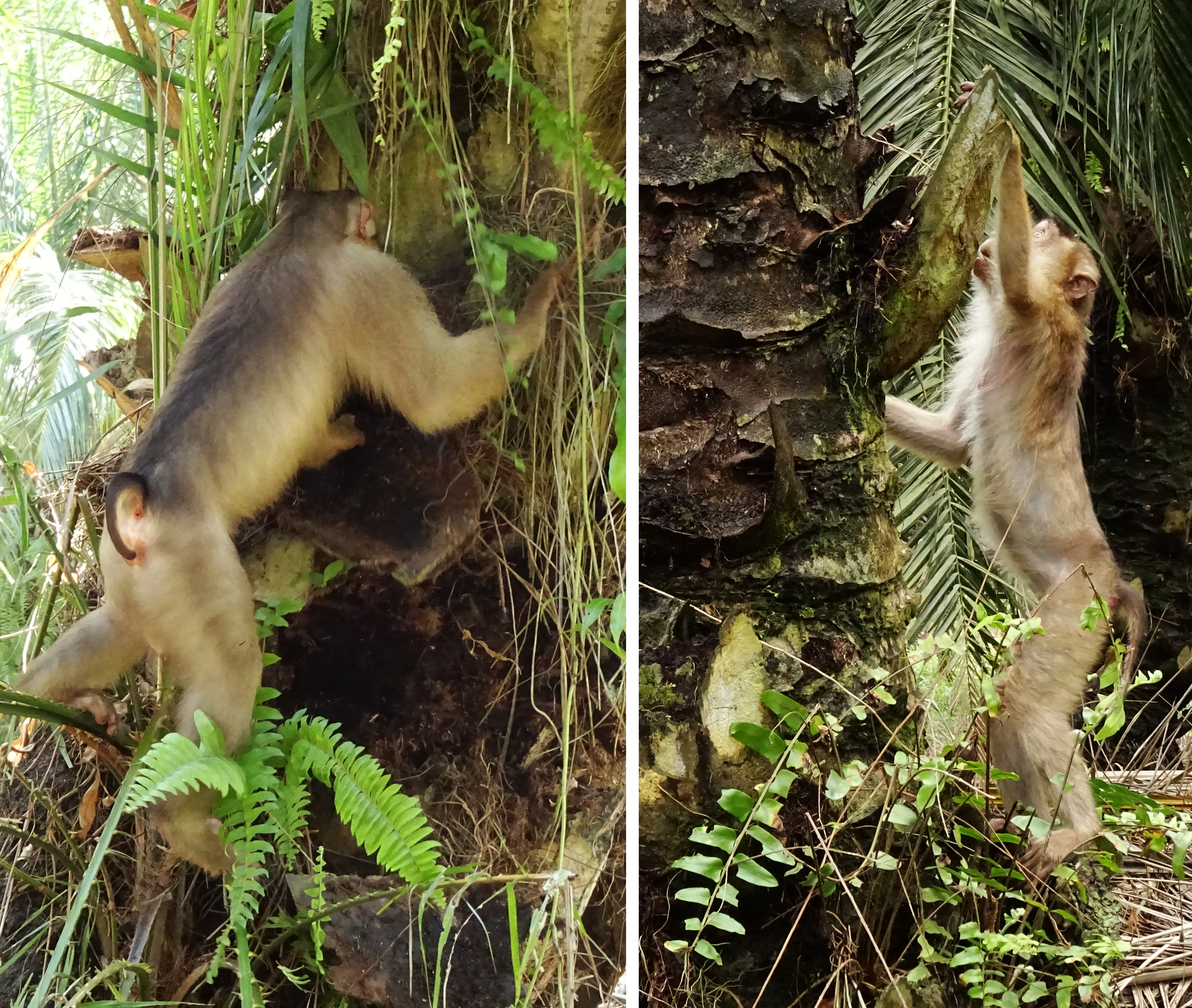 Adult male (left) and adult female pig-tailed macaques foraging for rats under boots of oil palm trees CREDIT Anna Holzner