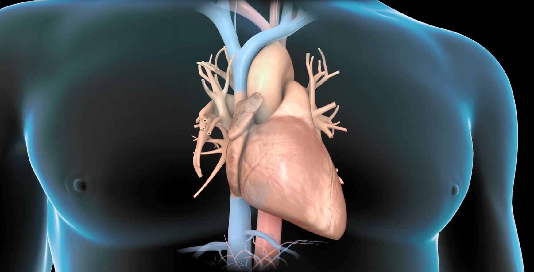 New research could help repair damaged hearts