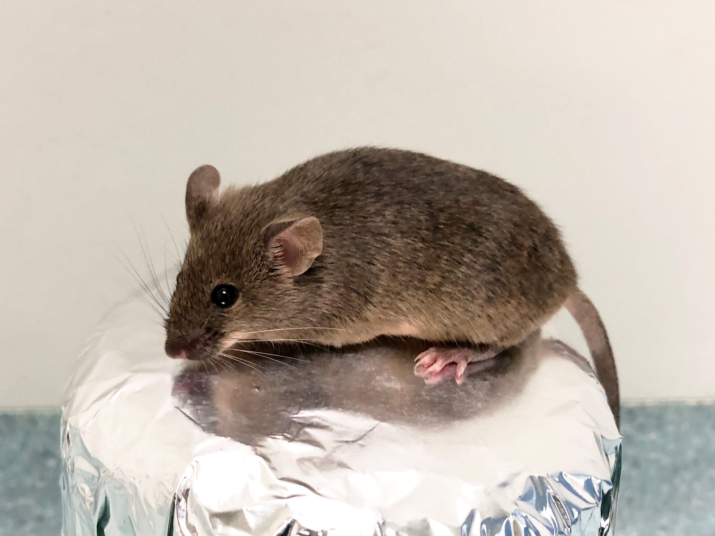 Mouse obtained from gPSC4-derived oocytes by IVM and IVF. The mouse is now about one year old. The gPSC4- mice have reproductive ability and produced 13 and 7 pups, respectively, after two matings CREDIT Lin Liu
