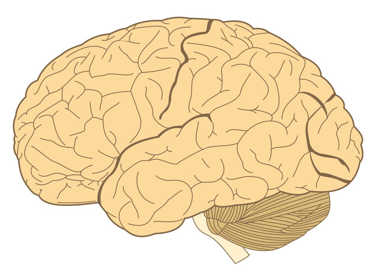 Human-brain SVG By Hugh Guiney, CC BY-SA 3.0