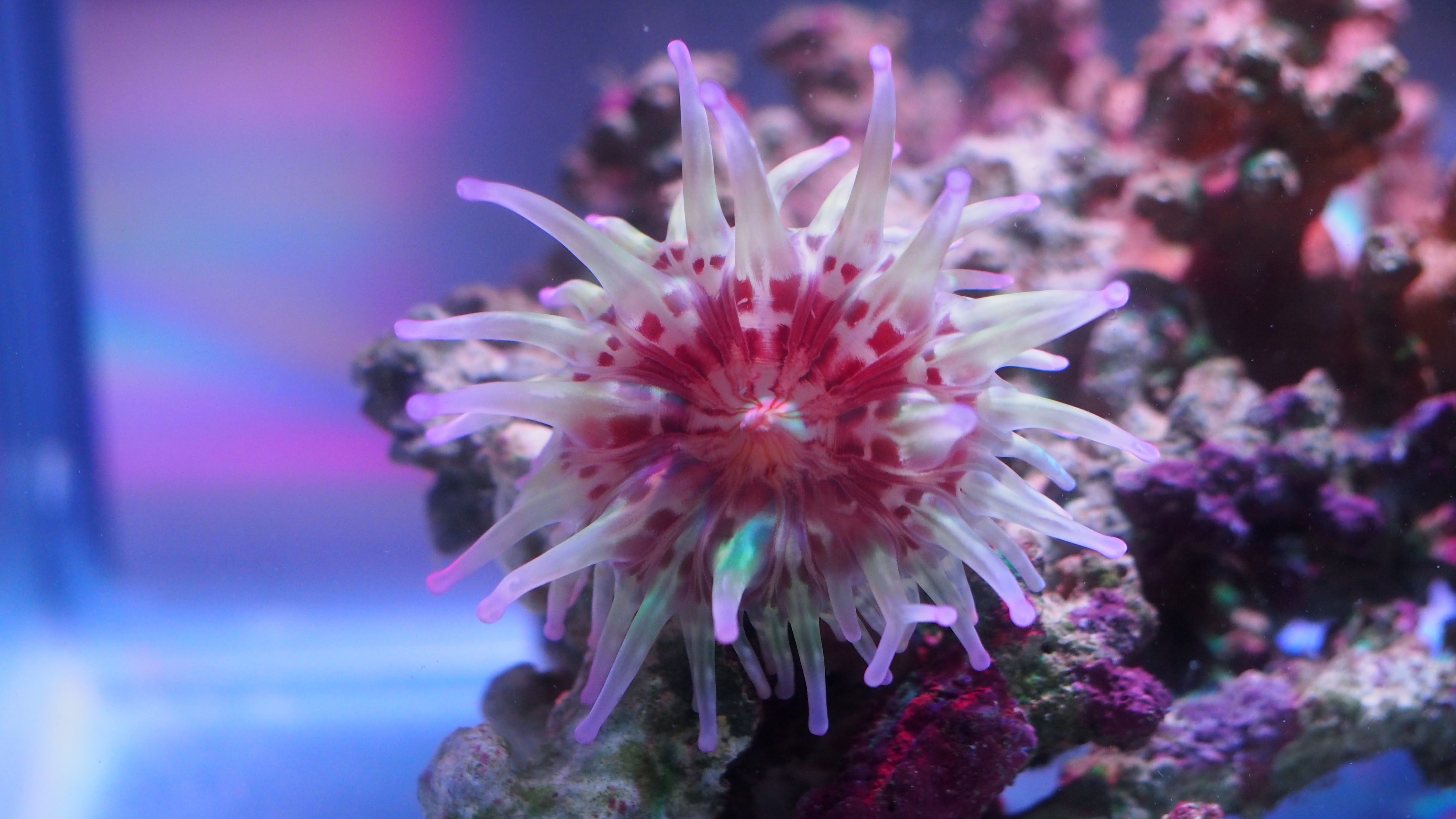 Venomous Australian sea anemone may lead to lifesaving drugs Scimex