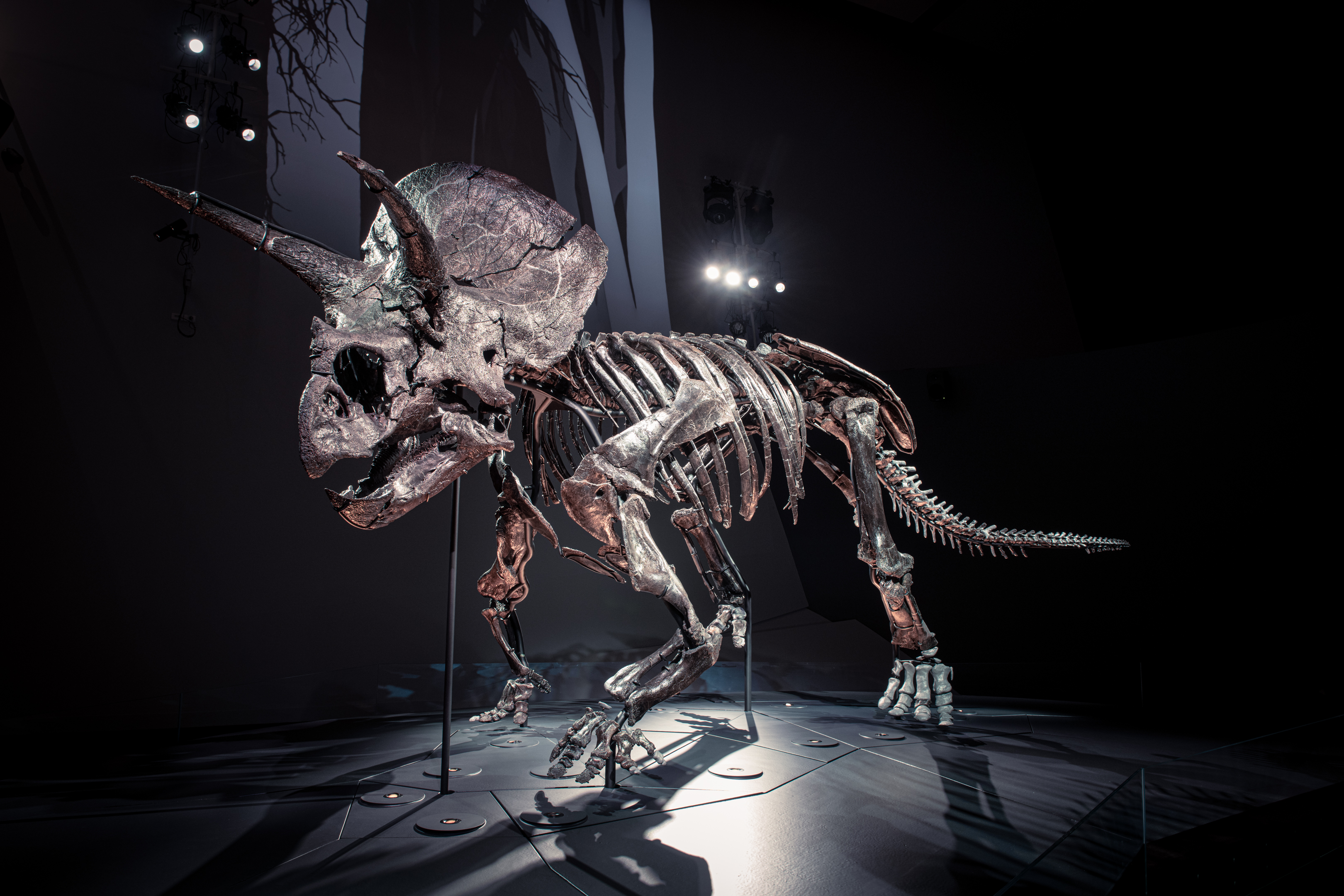 Triceratops: Fate of the Dinosaurs, 2022, Melbourne Museum, Photographer: Eugene Hyland | Source: Museums Victoria