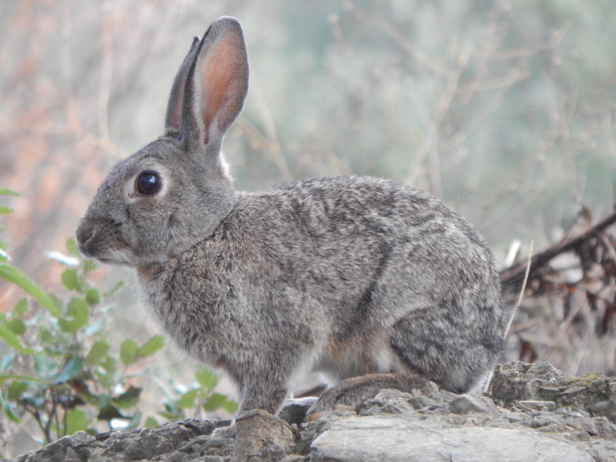 DNA profiling helps explain how the rabbit plague took over Australia