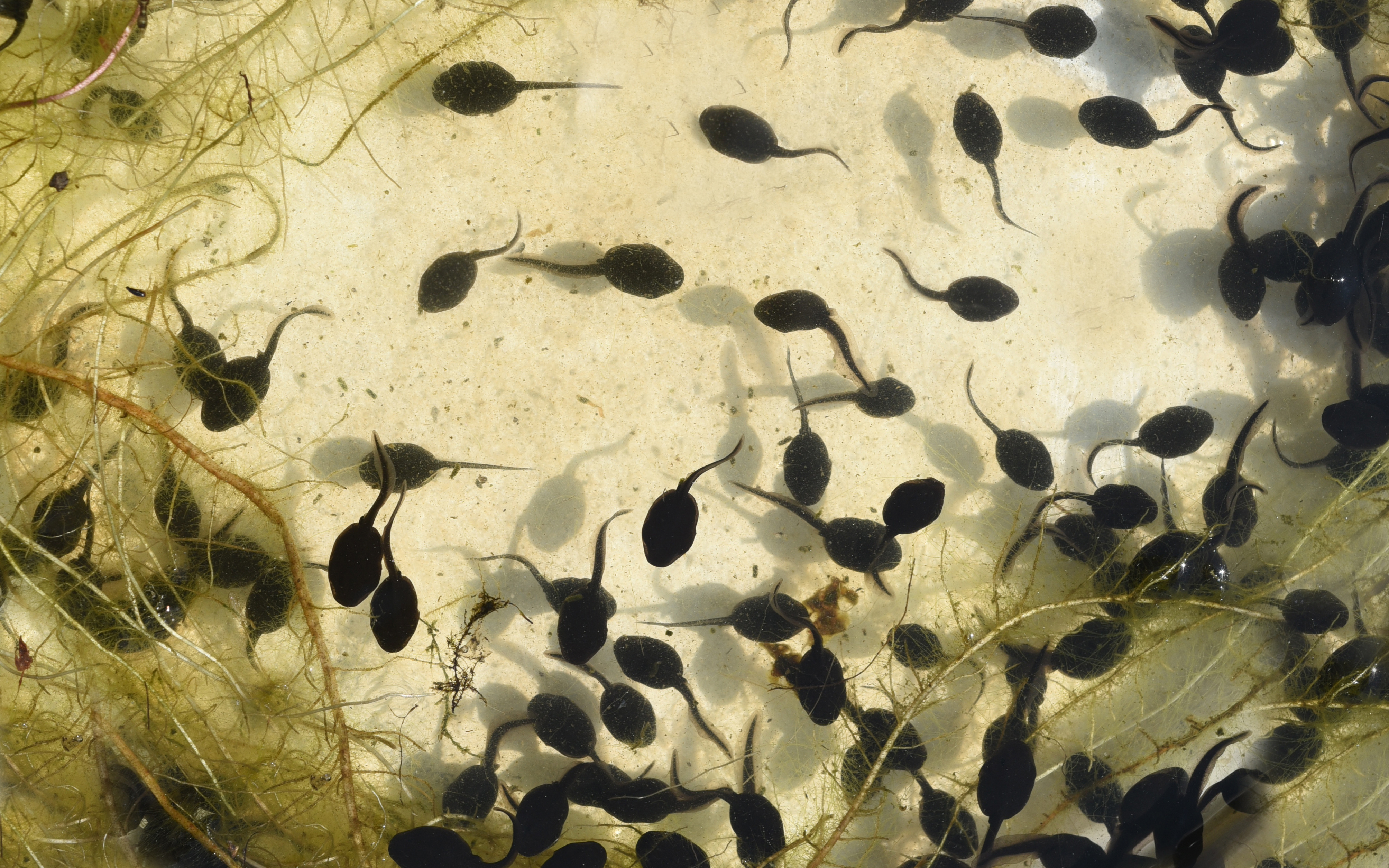 Chilled out tadpoles defy climate odds