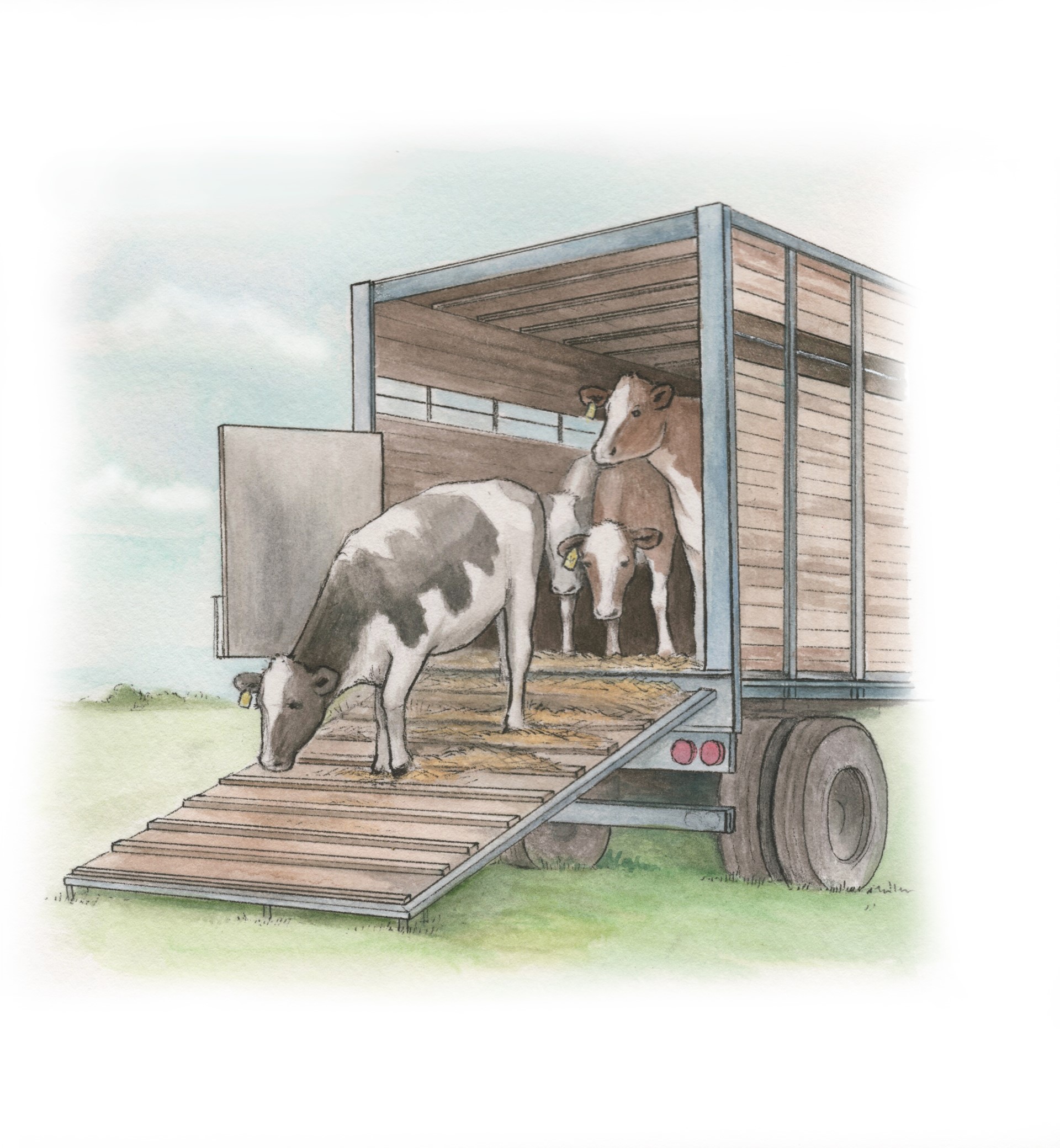 Experts say livestock transport regulations in Australia and New