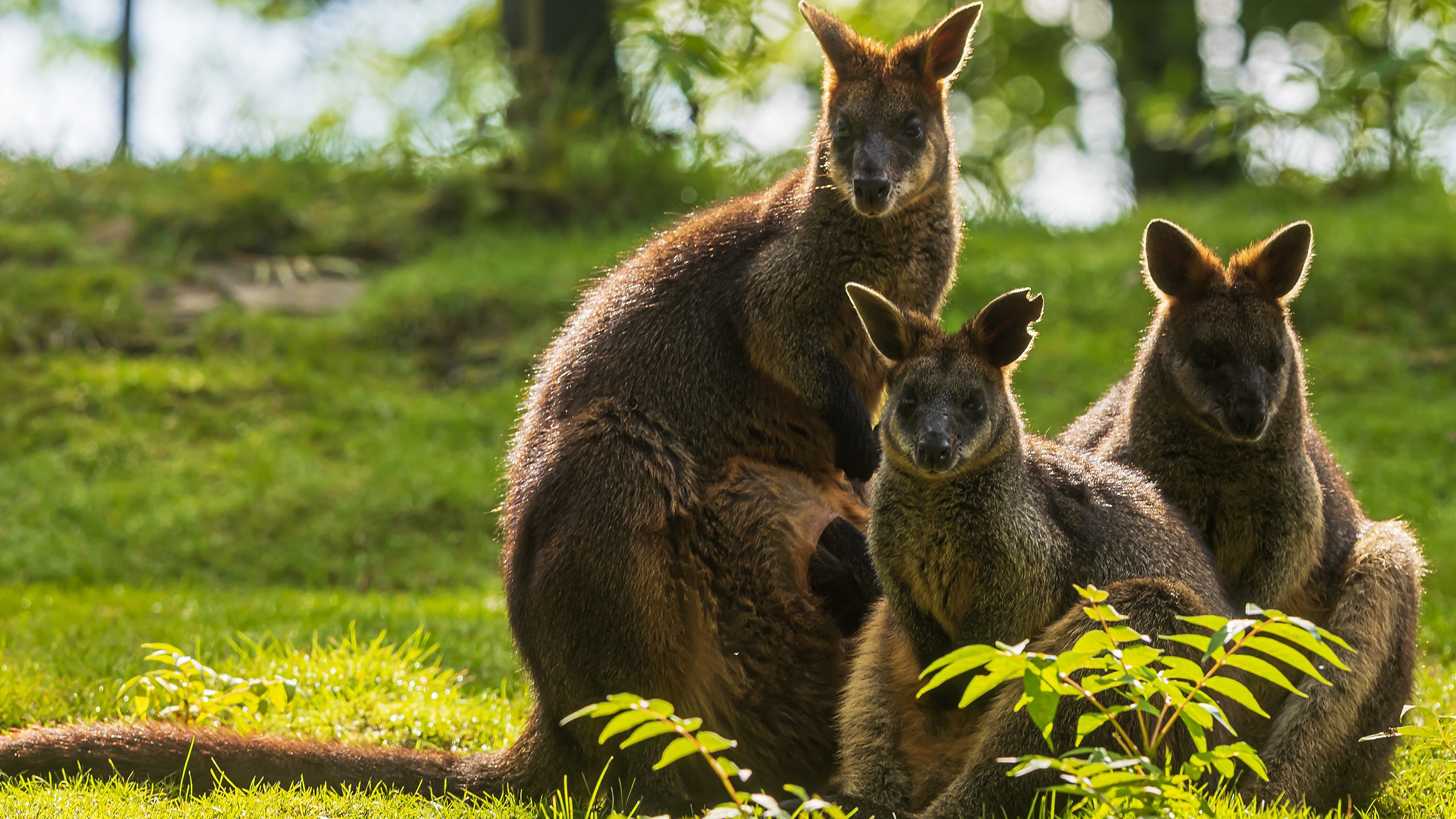 Fake news for wallabies (and elephants): animals ‘led by the nose’ to leave plants alone