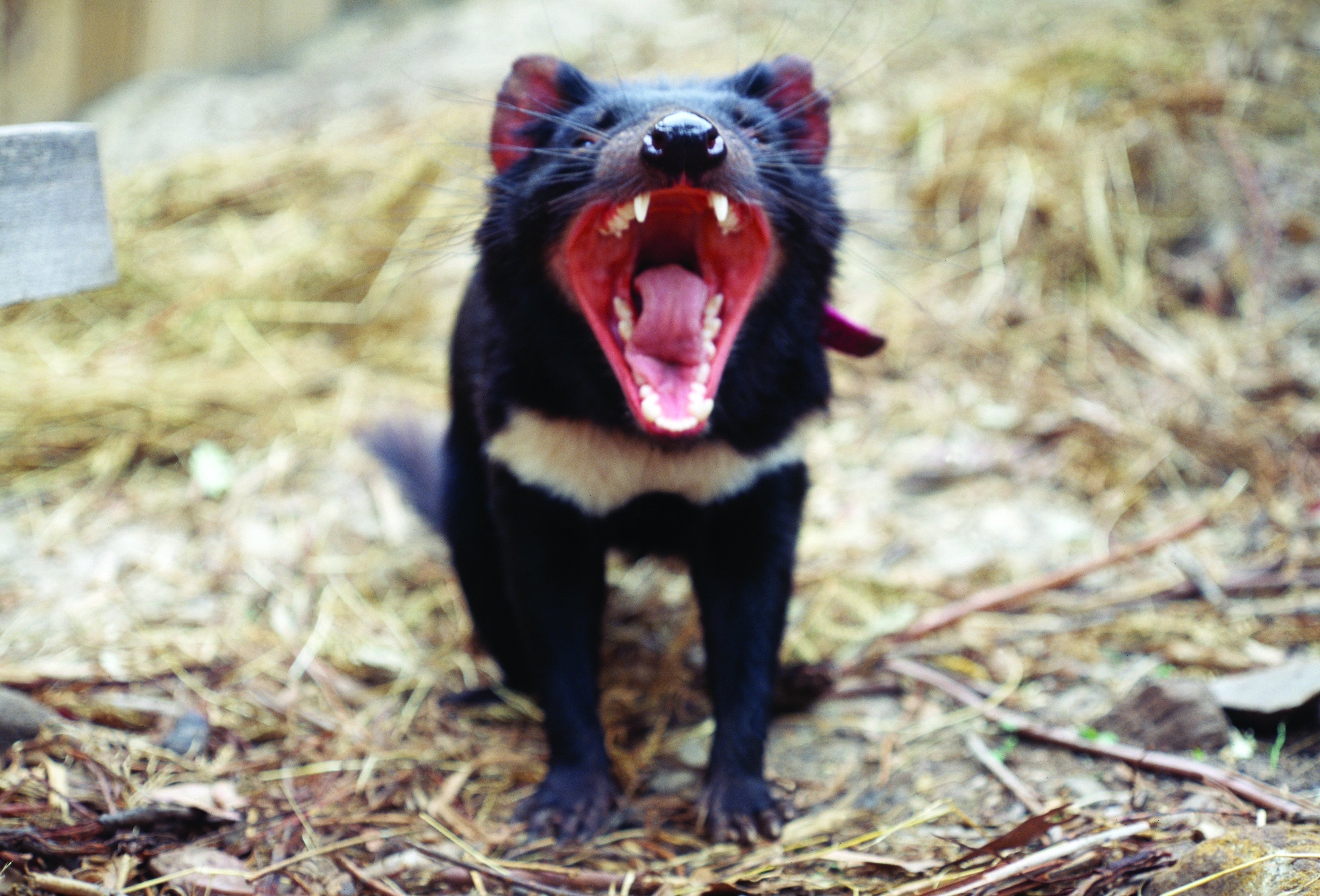 Tasmanian Devil. Credit: Menna Jones