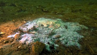 Dead sunflower sea star