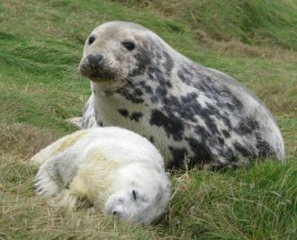 Grey seal mother and pup on the Isle of May, Scotland