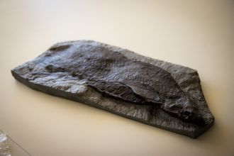 Fossil fish 