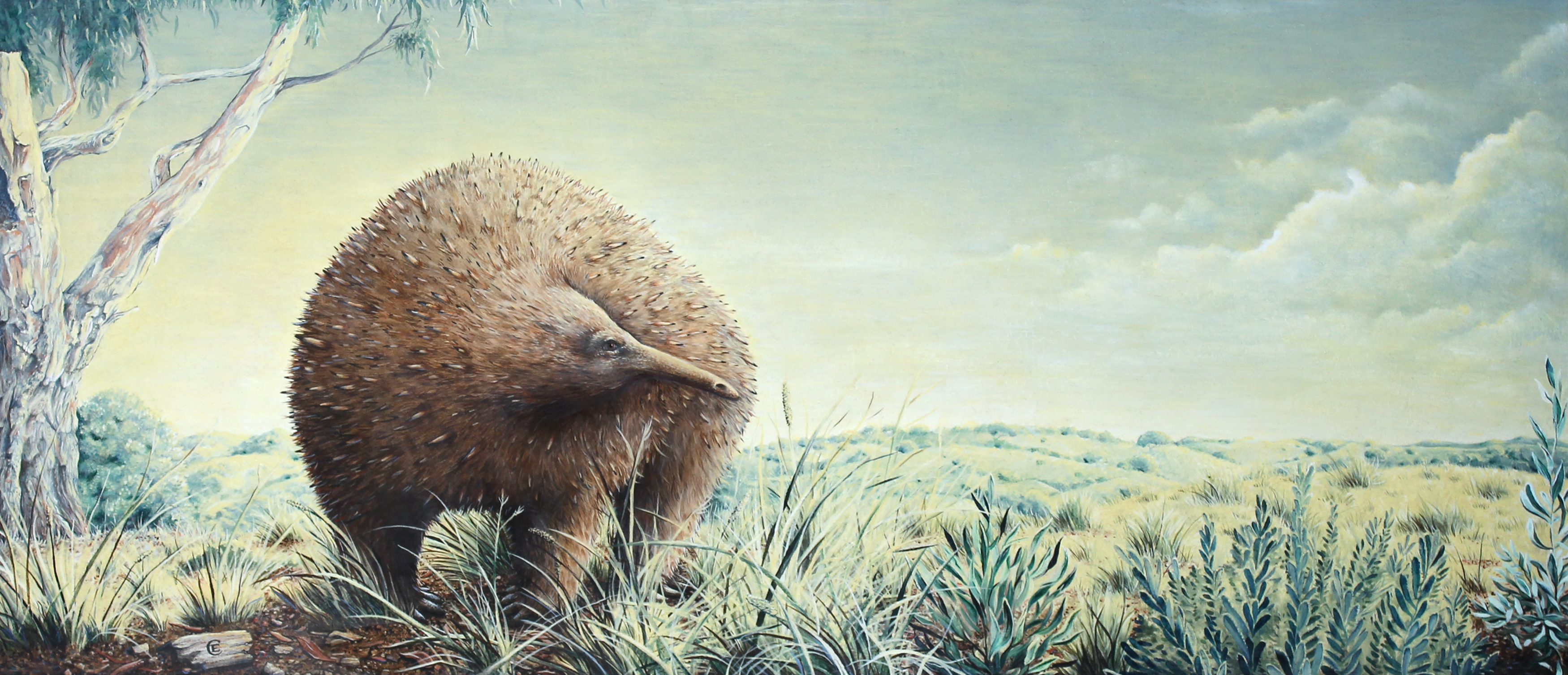 Credit: Chris Edser. Description: Megalibgwilia