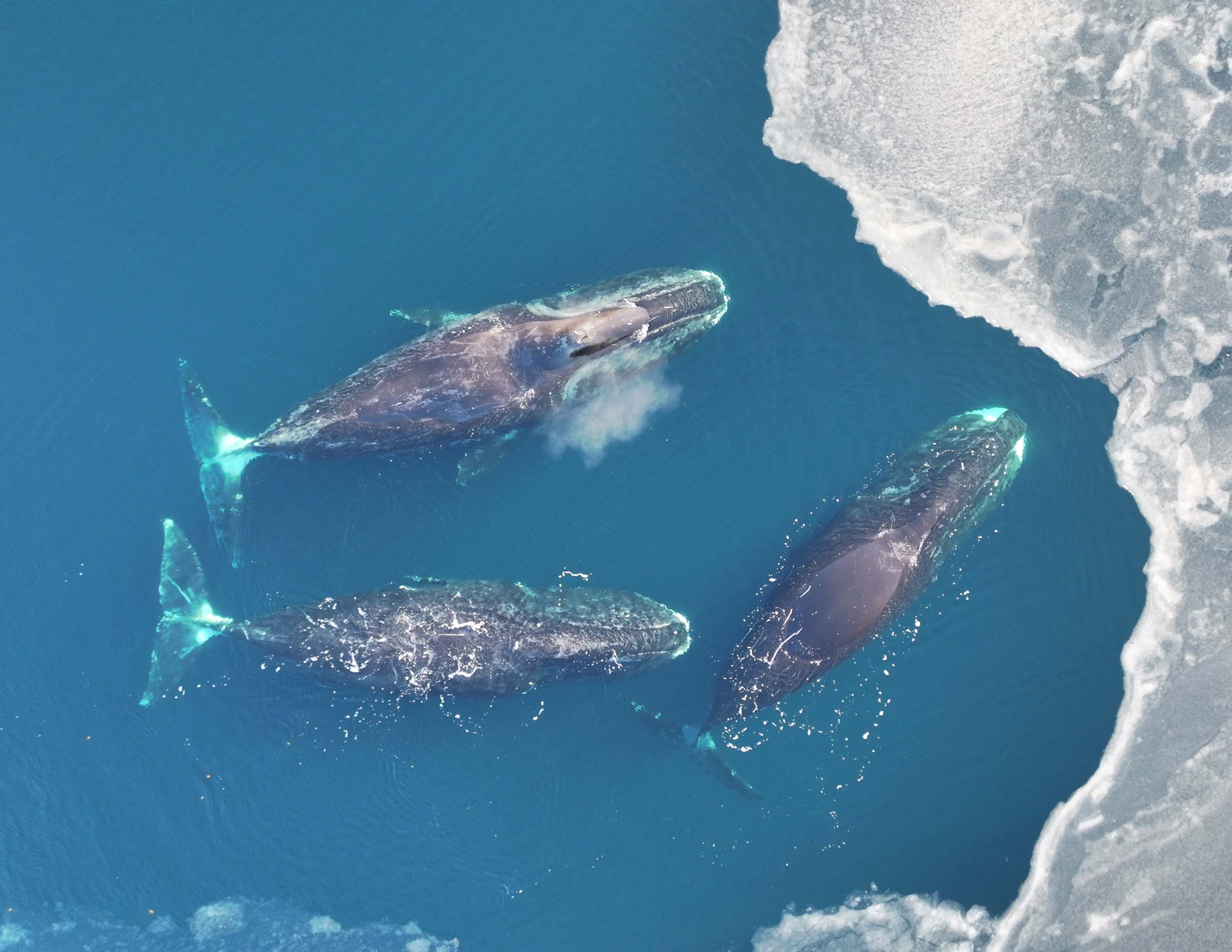 Bowhead whales off the coast of Greenland. Credit: Fredrik Christiansen.