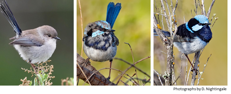 Researchers tested the evolutionary drives of seasonal colour change in birds from around the world. Photo credit: David Nightingale