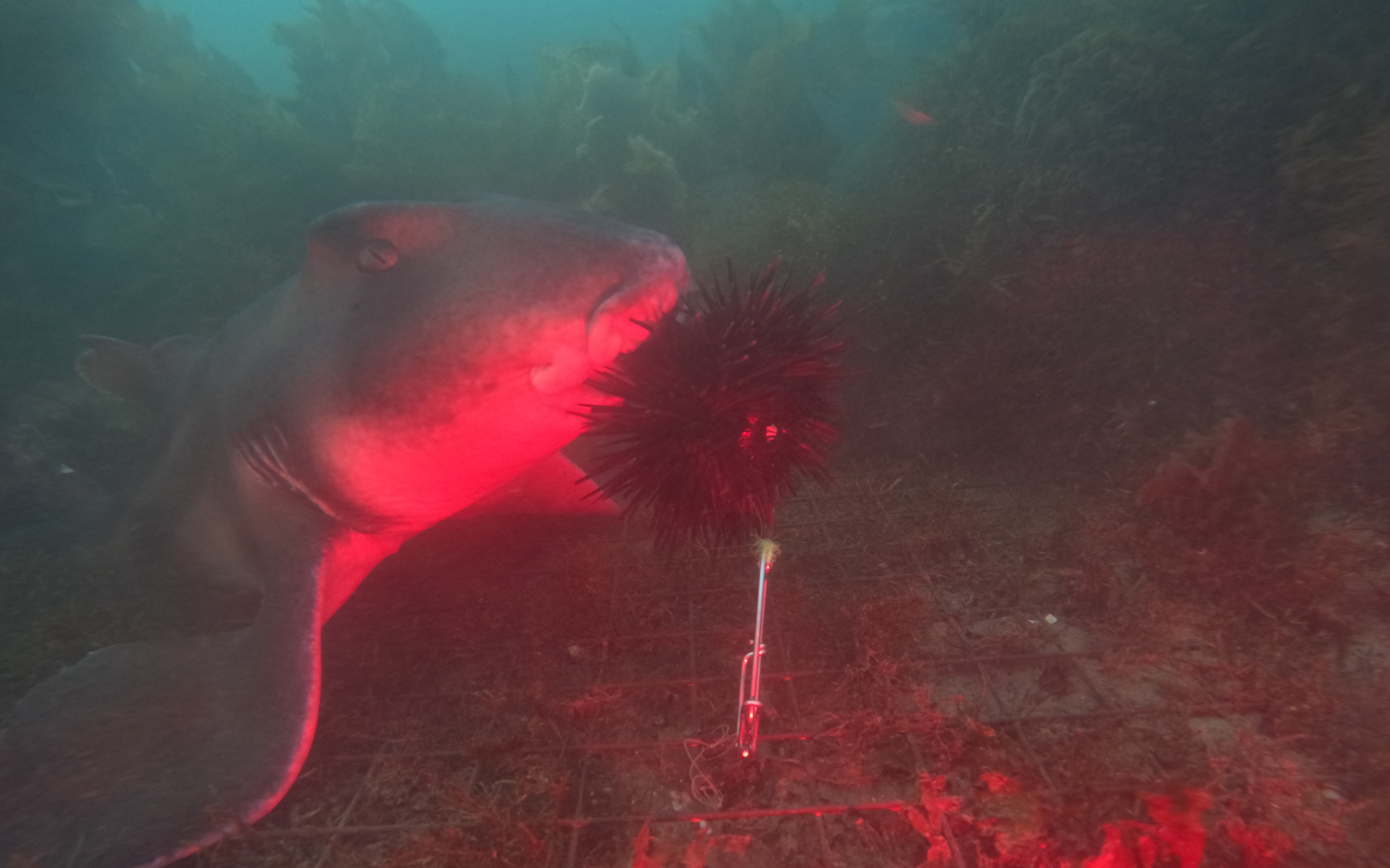 The Surprising Sensitivity Of Sea Urchins - mq1qmb5