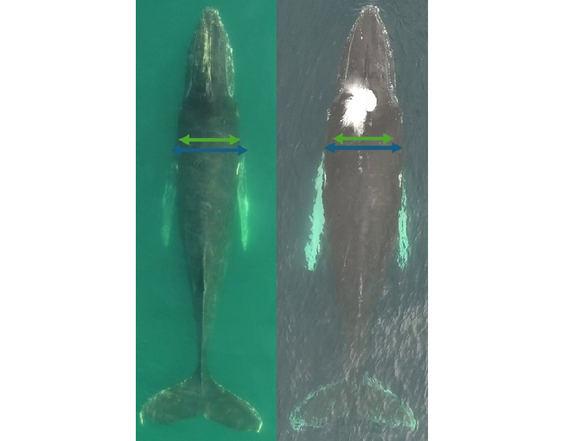 The researchers used drone photography and converted the pixel-based images into real-life measurements. Credit: Griffith University