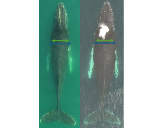 Research finds humpback whales lose 11,000kg of blubber during their annual migrations - which is equivalent to the energy obtained after feeding on 57,000 kg of Antarctic krill.