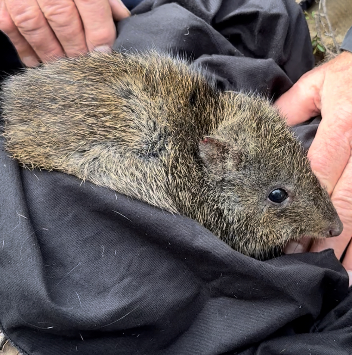 Credit: Rebecca Quah/DBCA