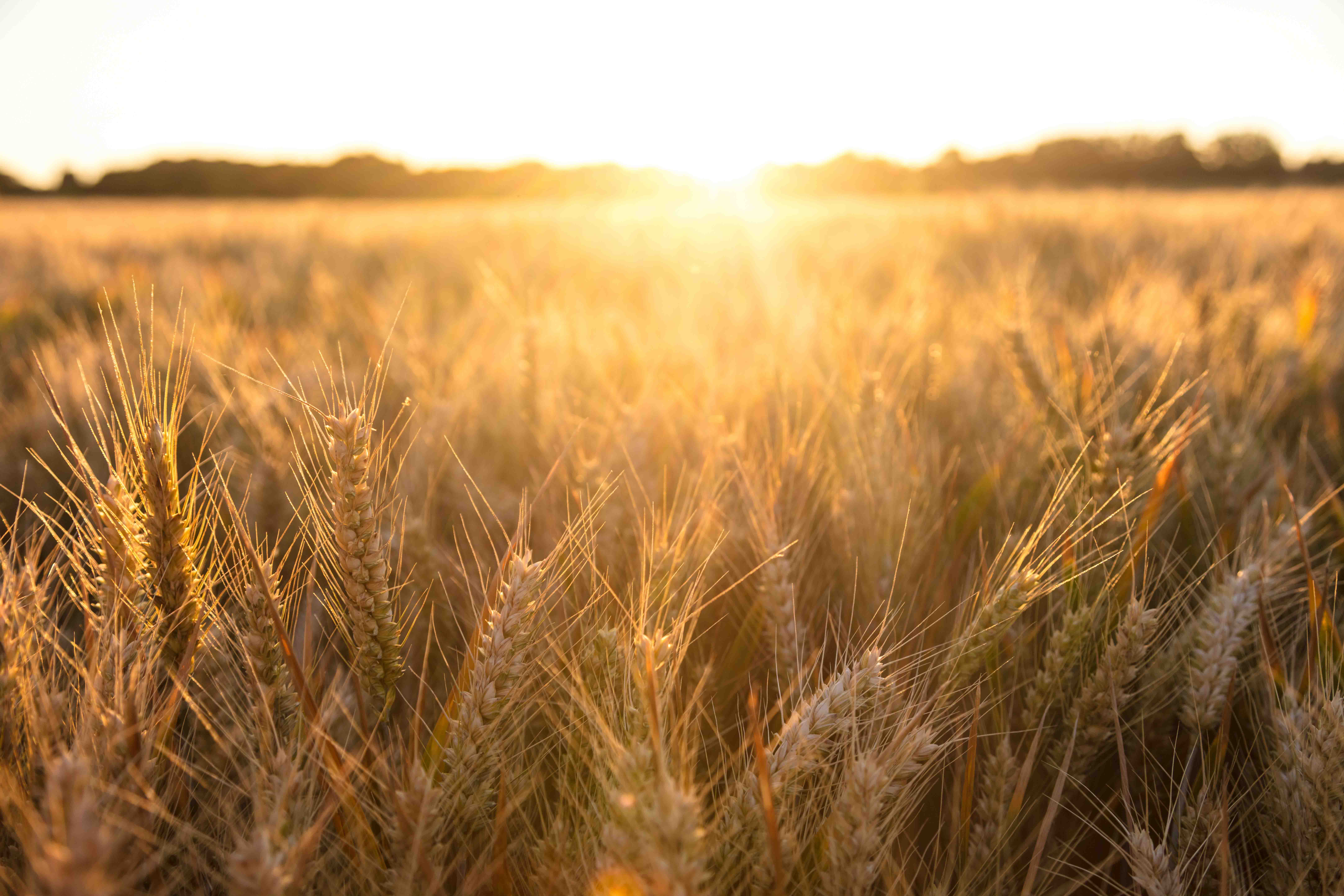 Golden field of barley crops growing on farm at sunset or sunrise. Credit: Darren Baker.
