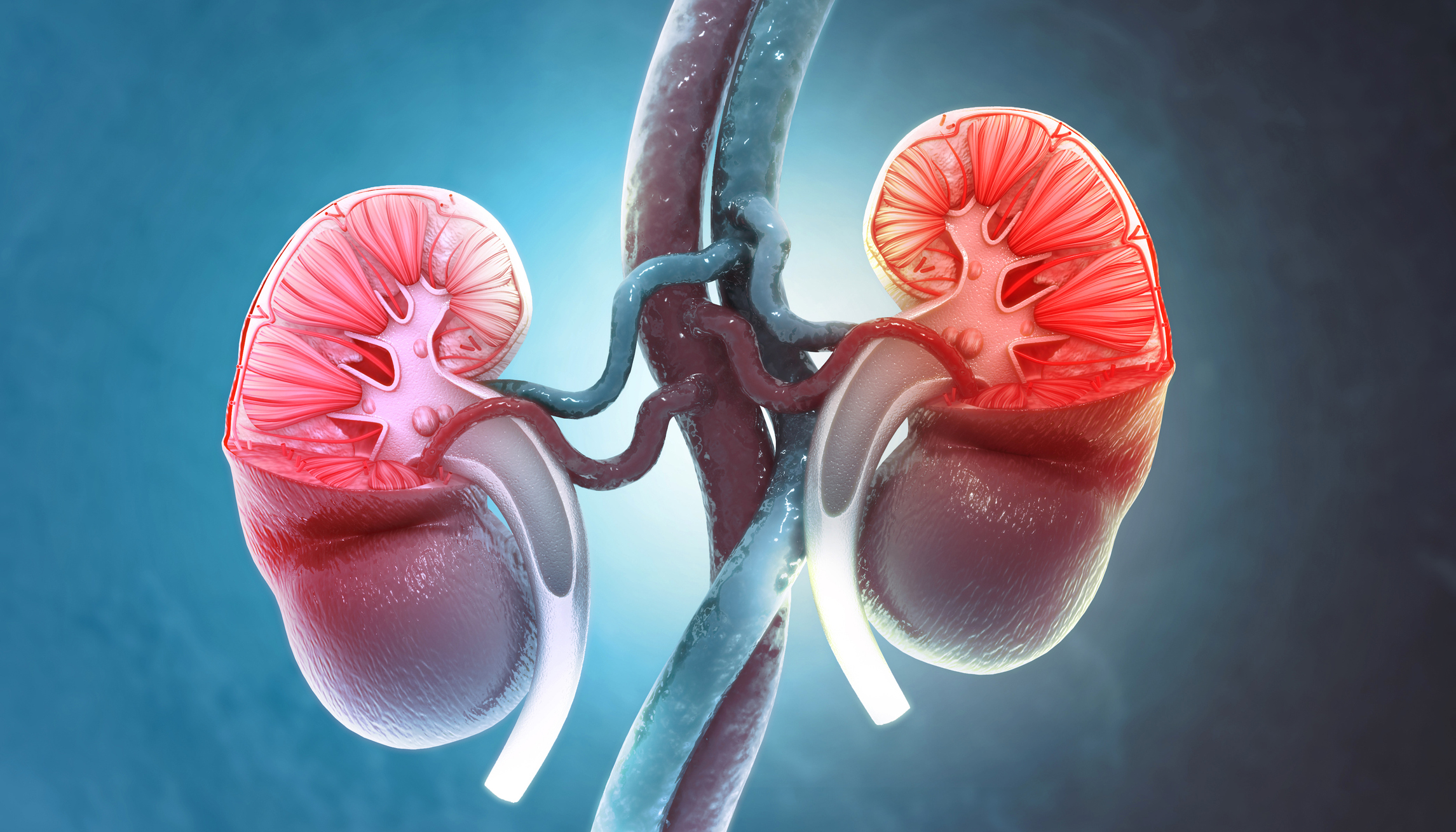 3D illustration of human kidneys courtesy Mohammed Haneefa Nizamudeen (Getty Images) 