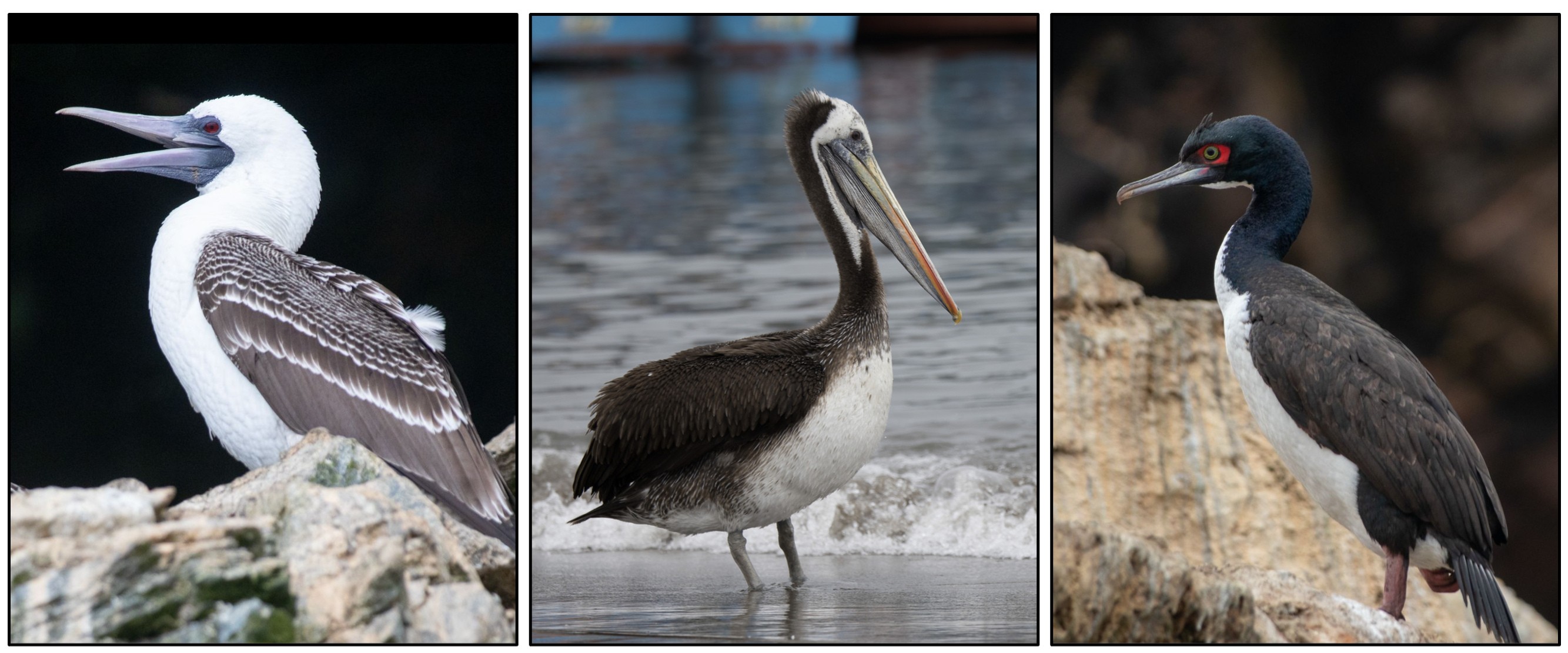 Caption: The primary guano-producing bird species. (A) Sula variegata (Peruvian booby). (B) Pelecanus thagus (Peruvian pelican). (C) Leucocarbo bougainvilliorum (Guanay cormorant). Photos by Diego H. (A and C) and Claude Kolwelter (B), iNaturalist.org. Licensed under CC-BY 4.0. Cropped from originals. 