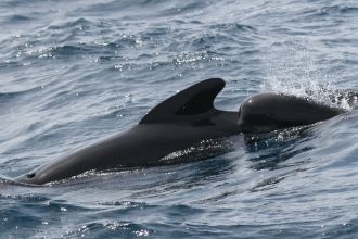 A mother and calf long-finned pilot whale. 