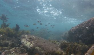 As tropical fishes colonise new habitats in temperate oceans, made available to them because of ocean warming, researchers have found that those who shoal alongside neighbours that are native to the area learn behaviours that help them thrive. According to Australian researchers, tropical fish species that live in mixed shoals, not solely among other tropical fishes, became bolder and fed more, which may aid them in surviving longer and growing larger on temperate reefs.