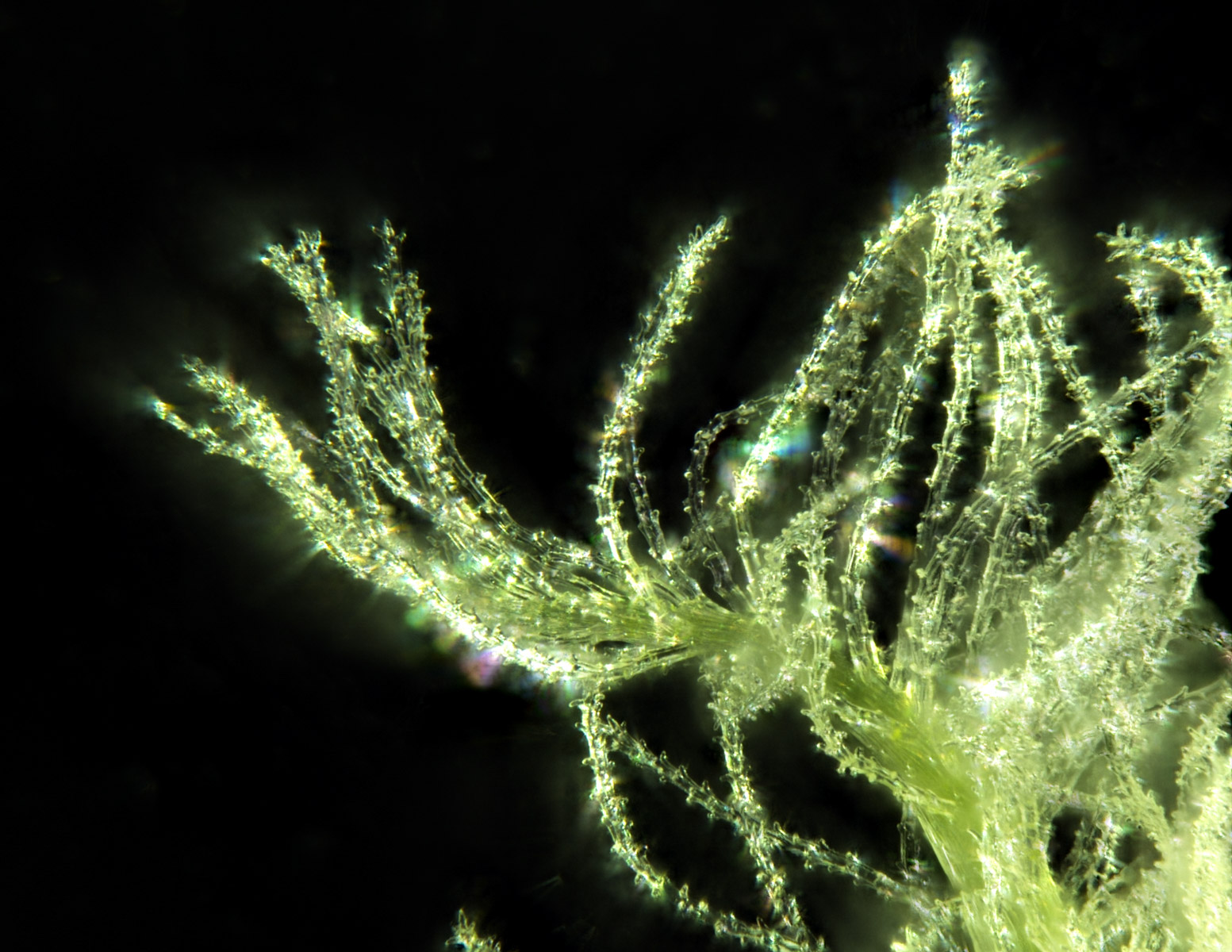 Illuminated stigma hairs from the pistil of a wheat floret. Credit: Guilherme Pedro Ventura Yoshicawa Simoes Silva.