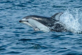 A Pacific white-sided dolphin.