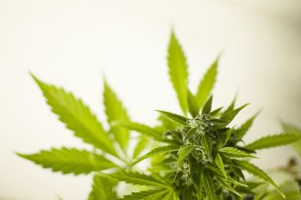 US scientists brought together the existing evidence on cannabis for chronic pain, including more than 2,300 patients, and found that products with higher levels of psychoactive tetrahydrocannabinol (THC) and lower levels of non-psychoactive cannabidiol (CBD) may provide modest improvements in the short term, especially for people with nerve pain. However, they say higher THC was also linked with common side effects, including dizziness, sleepiness, and nausea. They found products with low THC and high CBD, including those that contain CBD only, didn't help with chronic pain at all. In an accompanying editorial, a US researcher says the findings suggest that, while THC-based products may offer modest relief, inconsistent study results and safety concerns remain. Further research is needed to provide more conclusive guidance for patients, clinicians, and policymakers, the authors conclude.