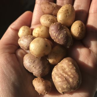 Tubers of Solanum jamesii used for food, medicine, and ceremony