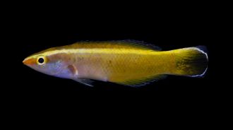 Labroides inopinatus, new species,