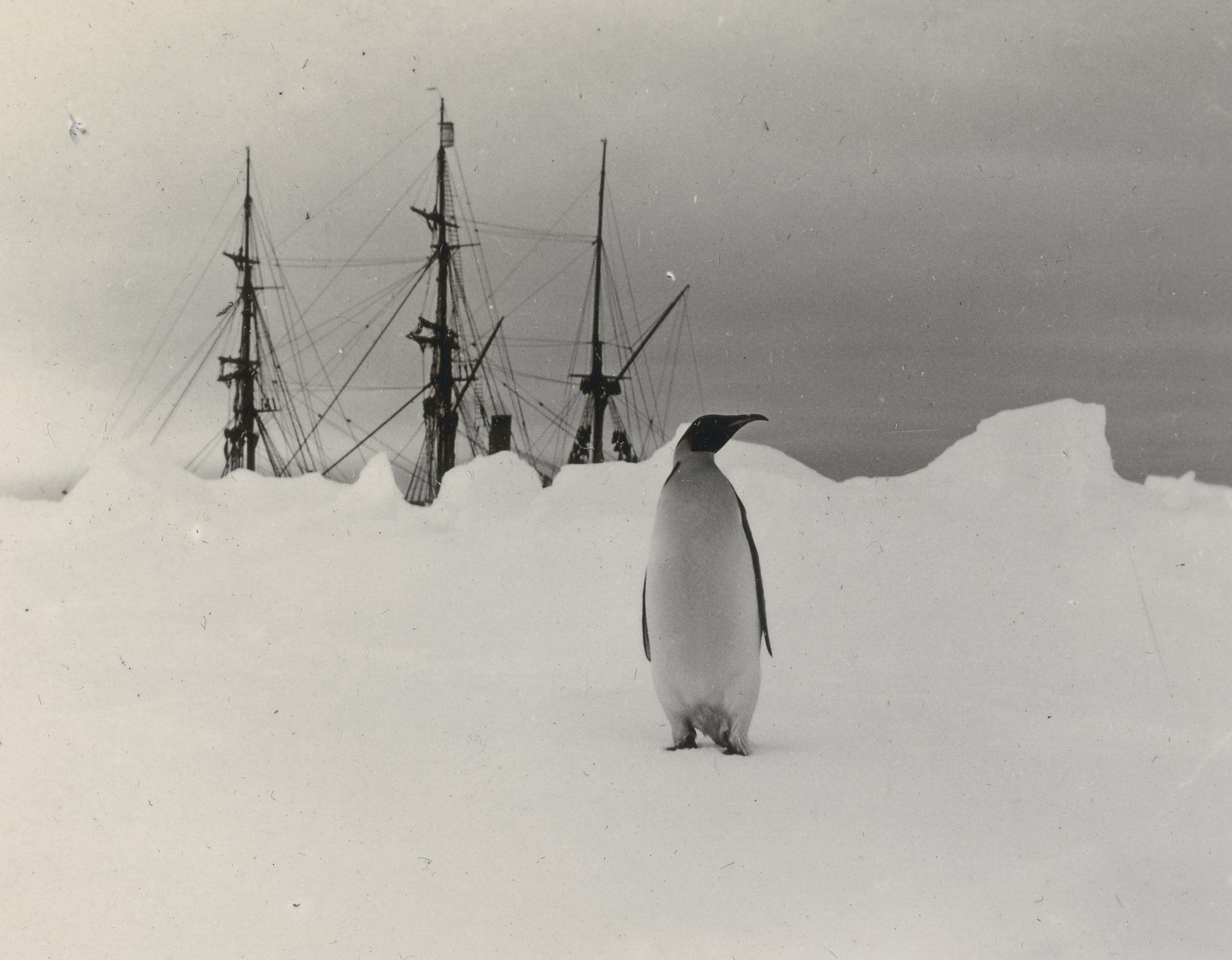 Photograph, 'Emperor penguin', by Louis Bernacchi: An emperor penguin (Aptenodytes forsteri) stands on the ice in front of a hummocky accumulation of snow. The masts of the ship Discovery can be seen in the background, beyond the barrier of snow.  31 January, 1902