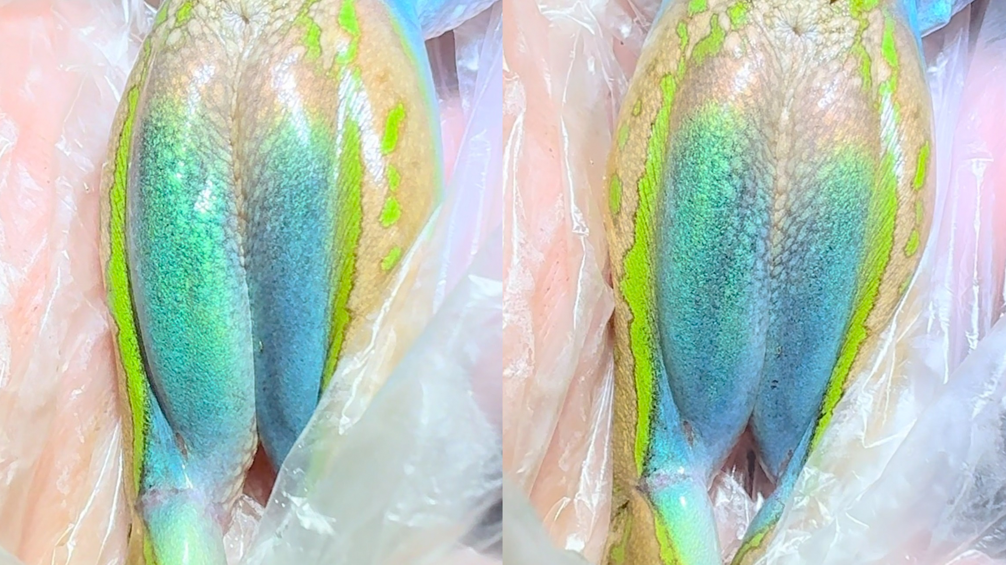 Dr John Gould. Tissue-wide iridescence in the inner thigh skin of an adult green and golden bell frog, Ranoidea aurea