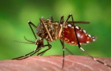 A mosquito that is able to carry the Zika virus