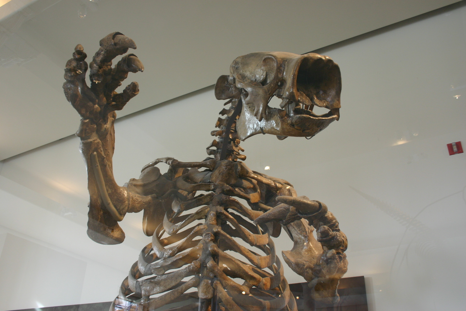Sid the sloth's Ice Age migration unusually energetic