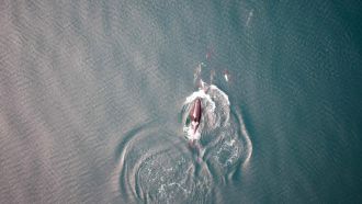 Killer whales, dolphins, and dall's porpoise interacting at the surface
