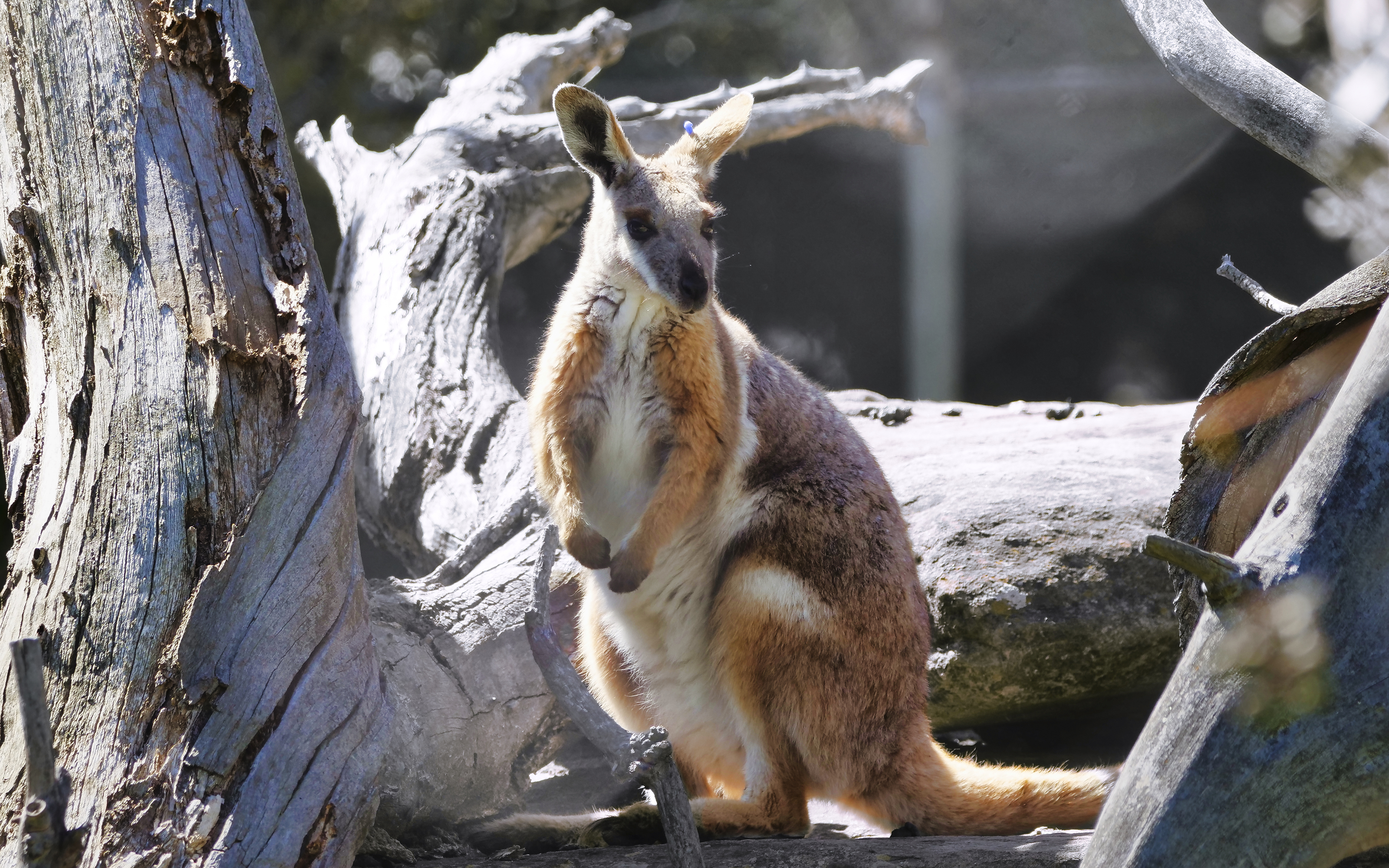 A yellow footed rock wallaby near Mount Etna, Queenslad. Photo: Chris Laurikainen Gaete