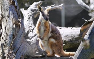 Fossil evidence from central Queensland reveals ancient rock wallabies weren't as sedentary as thought. Researchers analysed chemical signatures in 280,000-year-old teeth, finding that while most wallabies stayed local, rare individuals travelled over 60 kilometres – including crossing the Fitzroy River. These uncommon movements maintained connections between populations. The findings, published in Quaternary Science Reviews, suggest modern conservation strategies should prioritise landscape connectivity to protect fragmented rock wallaby populations, as long-distance dispersal has always been part of their survival strategy.