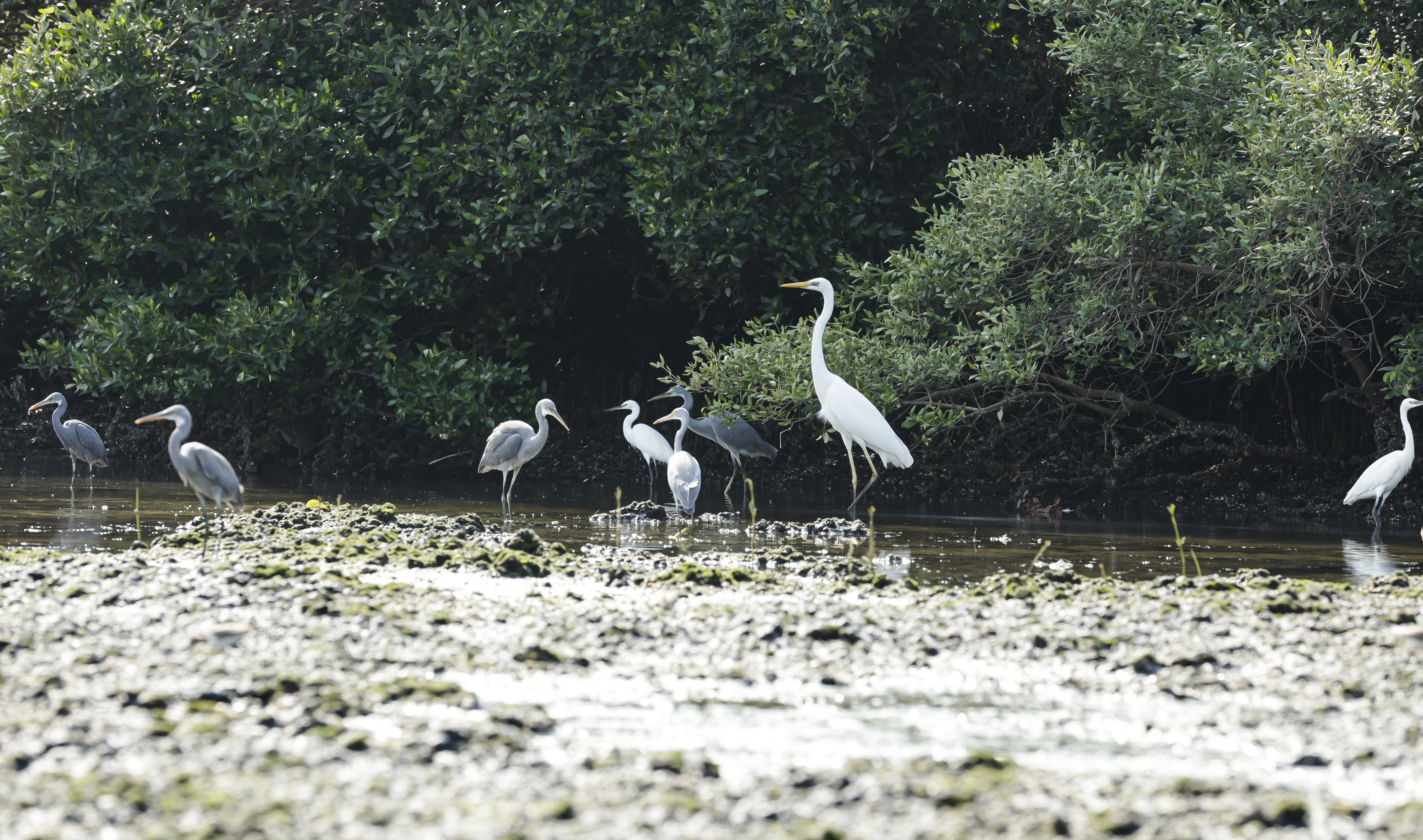 Arabian Gulf’s sanctuary wetlands are home to nearly 60 bird species, including flamingos, herons, and egrets, and offer rich opportunities for birdwatching. Credit: Abdul Wahid Muhammad Ikram.