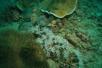 Holotype of Hicksonia tohrui 