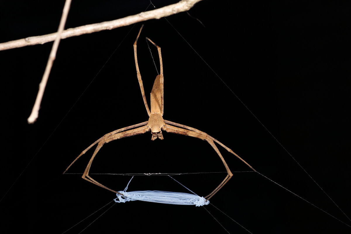 The rufous net-casting spider (Asianopis subrufa). Picture: Dr Greg Anderson