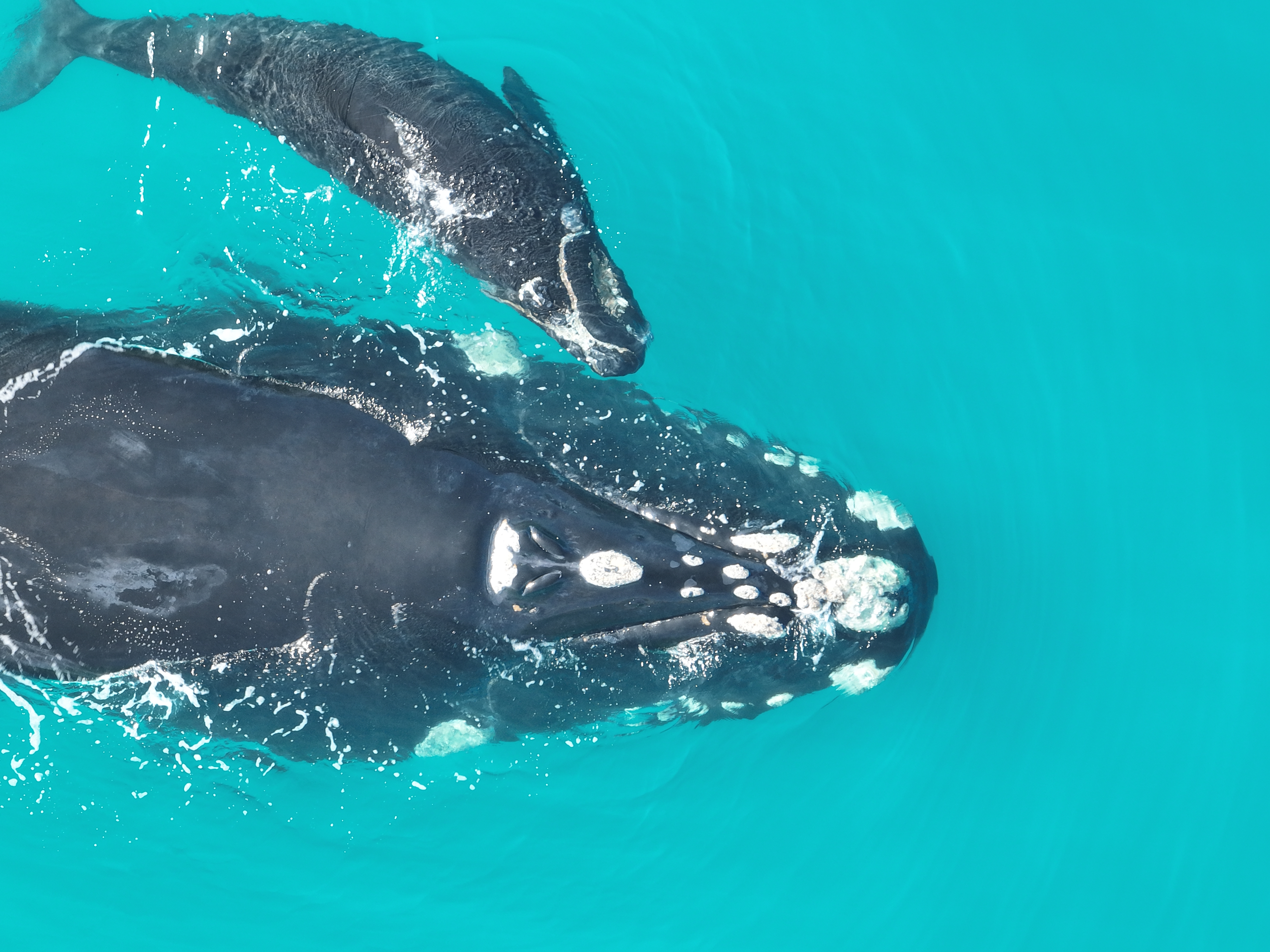 Southern Right Whale and calf hear the Head of Bight near the SA-WA border. Courtesy Richard Twist, Current Environmental Pty Ltd (Permit Number M26085-13).